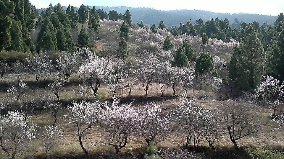 Apartamento El Almendro Puntagorda